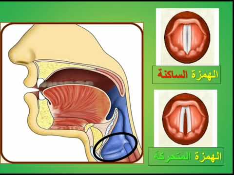شرح مخارج الحروف الحلقية أقصى الحلق حرفي الهمزوالهاء الشيخ أيمن سويد