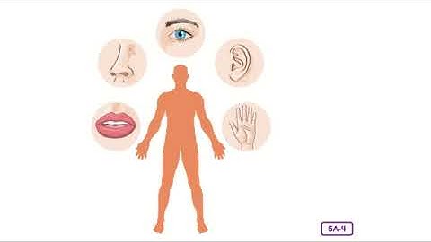 Unit 3: Lesson 7 - The Nervous System