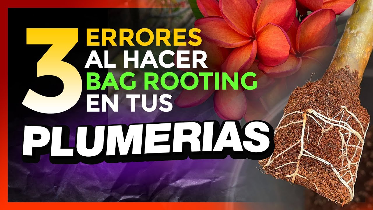 🚨 NO COMETAS estos 3 ERRORES al ENRAIZAR tus PLUMERIAS con el método BAG ROOTING 🚨 #plumerias