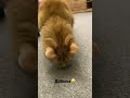 Добытчик Редди #cat #catlovers #котики #охотник #funny