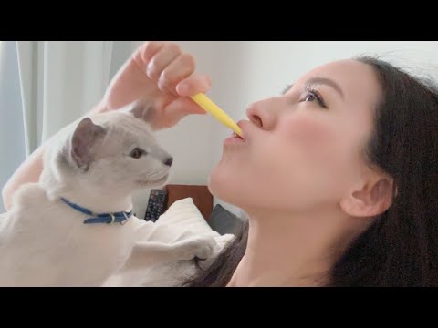 【白いロシアンブルー】どうやら歯磨き粉のにおいが好きらしい・・・【ブルーポイント】