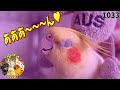 オカメインコ♥究極のラブシーンで衝撃的な顔になります｜面白可愛い鳥・動物動画1033　Funny Cockatiel