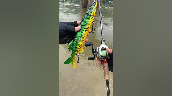 মাছের ব্যবহার করে মাছ ধরা | Fishing using fish. #shorts #factshorts #fish #fishing