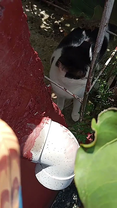 haiiiiiii cemengg 🤣🤣🤣🤣🤣🤣🤣#funnyanimal #funnycat