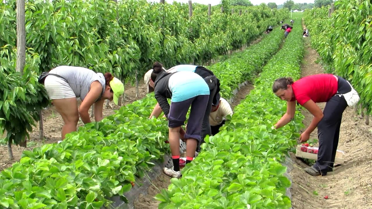 Kết quả hình ảnh cho strawberry harvest