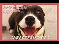 El American Staffordshire Terrier como Mascota