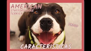 El American Staffordshire Terrier como Mascota