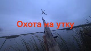 №116 Утка идёт на ТАРАН!!! Охота на утку осенью с чучелами. Неплохо постреляли...