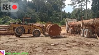 'RAJA HUTAN' MERCEDES BENZ ACTROS 4043, AKTIFITAS JALUR LOGGING TRUCK KALIMANTAN