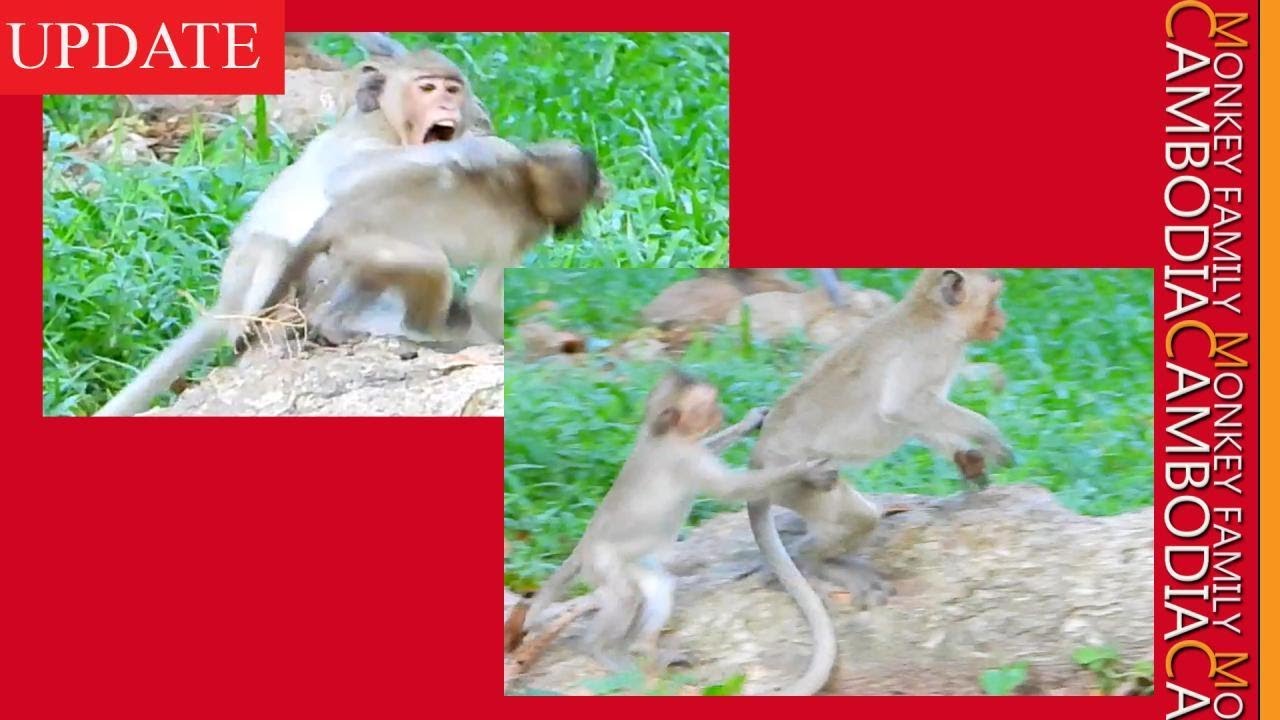 Horrible Clip: Janet Get Ashamed After Got Attacked By Little Monkey Dustin