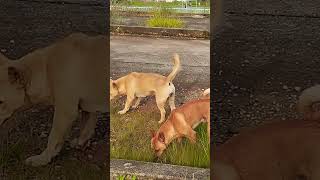 Happy Dogs Enjoying The Greenery