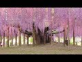 New Life for an Old Wisteria