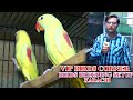 Yellow Alexandrine Parrots Sun Conure African Grey Parrot at Vip Birds Setup Video In Urdu/Hindi