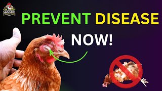 Before Your Chickens Get Sick, Do These Things! | Rearing Chickens Ep. 6 screenshot 2