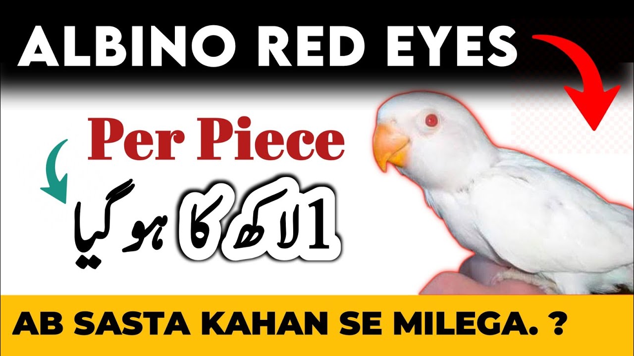 Albino Red Eyes 1 Lakh ka hogaya  I  Albino Red eyes Price Update