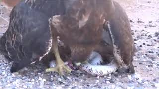 ALIMENTACIÓN DE LA VIDA SILVESTRE EN EL DESIERTO DE SONORA