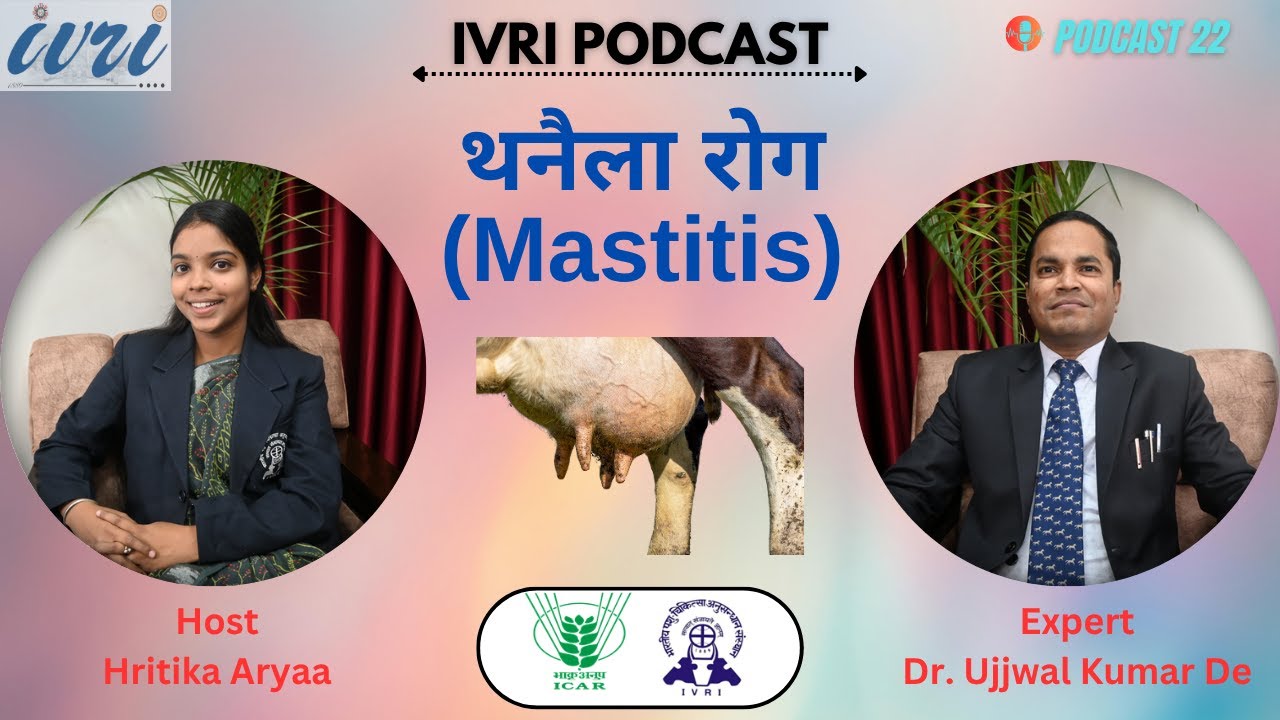 थनैला रोग || Mastitis || Podcast 22