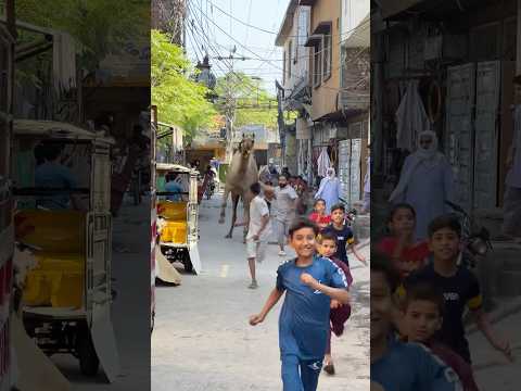 Camel Entry Say Mashallah Qurbani2025 Ytshorts Petanimals Petlover Qurbanvlogs Qurbani Yt