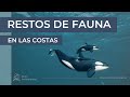 Restos de fauna en las costas [EDUCACIÓN AMBIENTAL]