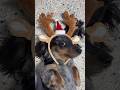 Let’s see who the cutest reindeer are at dog daycare