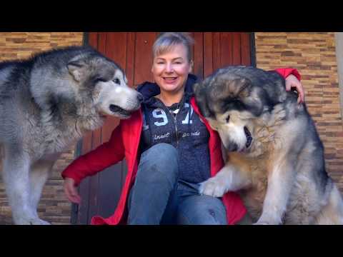 Мои Любимые Маламуты Шаня И Норис. My Beloved Malamutes Shan And Noris.