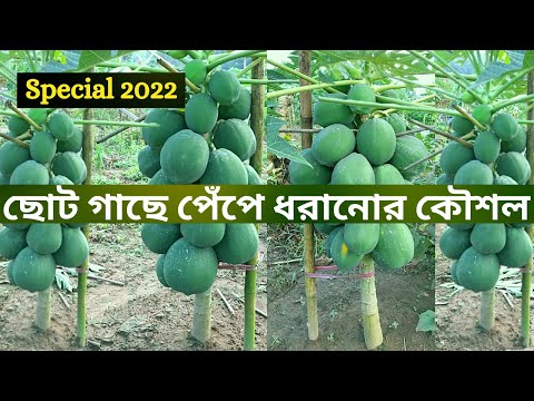 ভিডিও: কিভাবে কাউকে অপমান করা যায়: 9 টি ধাপ (ছবি সহ)