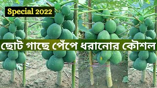 ছোট গাছে পেঁপে ধরানোর কৌশল/ পেঁপে গাছে  কি সার দিলে দ্রুত ফুল ও পেঁপে আসবে/ পেঁপে গাছের পরিচর্যা