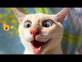 TRY NOT TO LAUGH (IMPOSSIBLE) 😂🐱 Funniest Cat Moments #2