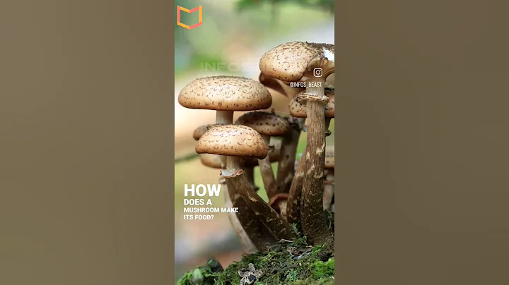 It doesn't have Chlorophyll like plants‼️ #shorts  #youtubeshorts #fact #mushroom