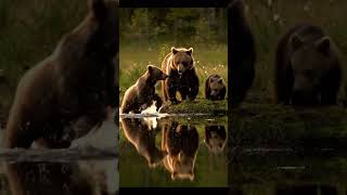 The joyful antics of a bear cub by the stream 🐻🏞️ #forest #wildlife