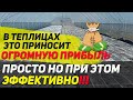 Теплица с бассейнами для гидропоники