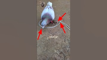 Pigeon trap | creative pigeon trap | bird trap #shorts