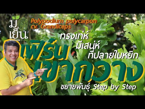 เฟิร์นเขากวาง ทรงเท่ห์ มีเสน่ห์ที่ปลายใบหยิก Polypodium polycarpon cv Grandiceps