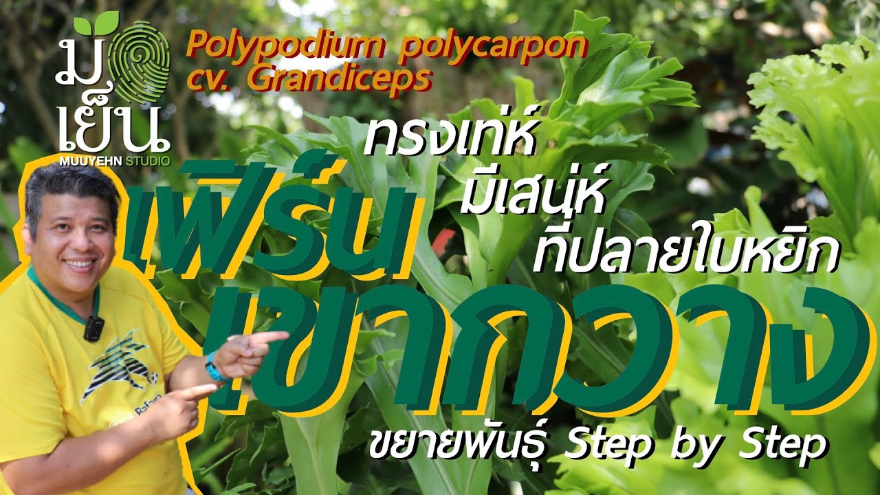 เฟิร์นเขากวาง ทรงเท่ห์ มีเสน่ห์ที่ปลายใบหยิก Polypodium polycarpon cv Grandiceps