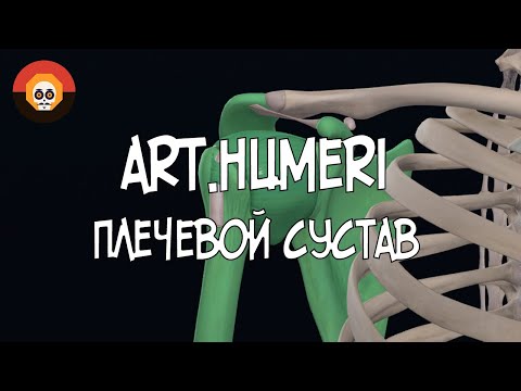 Плечевой сустав (art.humeri) 3D Анатомия