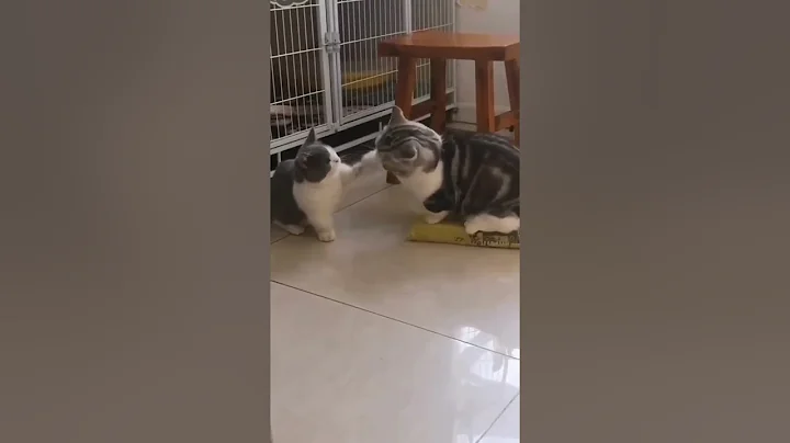 Watch the video about Munchkin cats in a fierce fight 😻⚔️😹💚