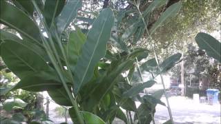 How to grow the greater galangal (Alpinia galanga) by Randy's Tropical Plants 24,251 views 8 years ago 3 minutes, 11 seconds