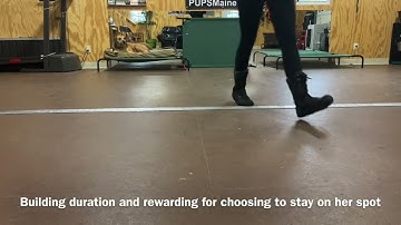 Prong collar intro with pulling hound mix - Balanced Dog Training