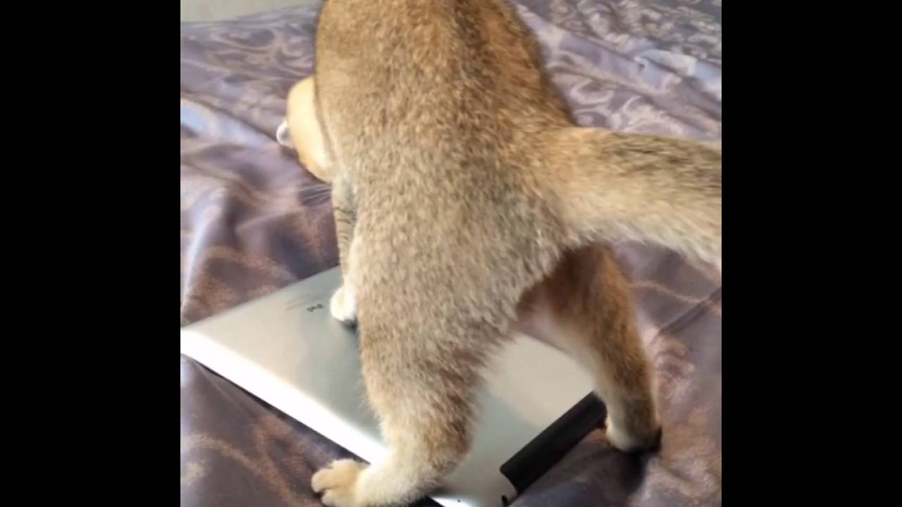 BUSETTA||Play||Игры