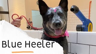 Saiba mais sobre  BLUE HEELER  ELEKTRA  Um cão raiz