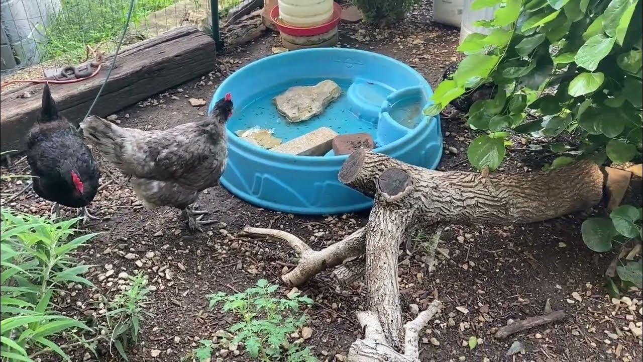 Three Tips to Help Eliminate Chicken Poop in the Run YouTube