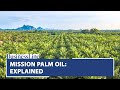 Cabinet approves Rs 11,000-crore Oil Palm Mission