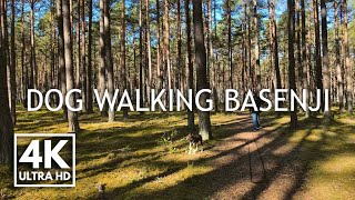4K Relaxing Dog Walking Basenji in Forest and Seaside during Spring | ASMR Soundscape | Walk