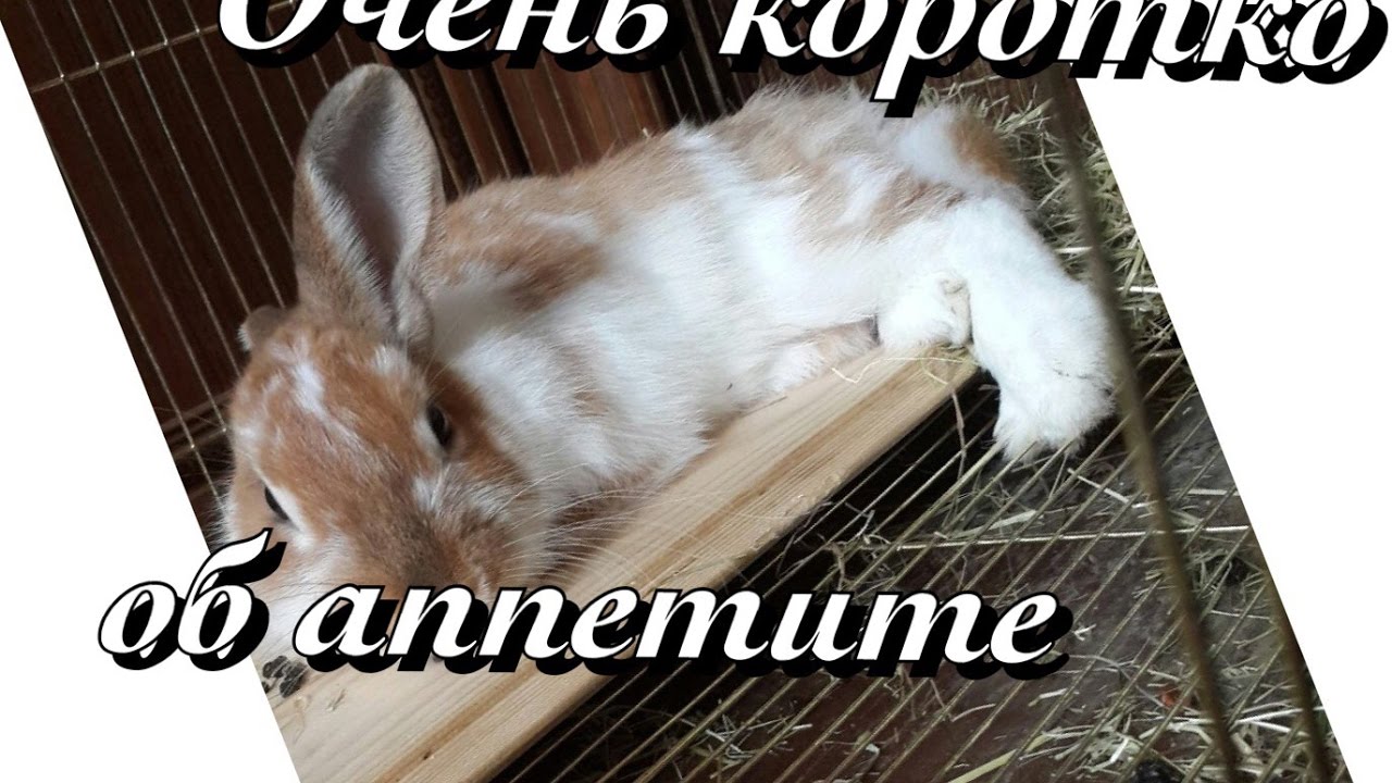 картинки приятного аппетита зайка опыт