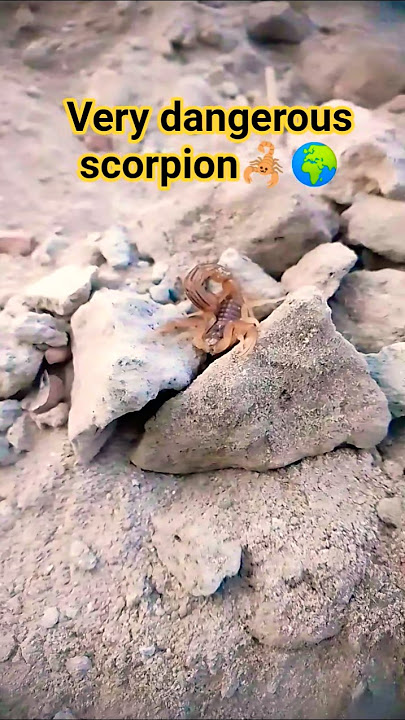 very dangerous scorpion 🦂#scorpion #insects #shorts #trending #ytshorts
