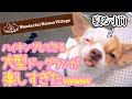 🐶かわいい極小子犬チワワとプールもある大型ドッグランに初めて行ってきたよ！