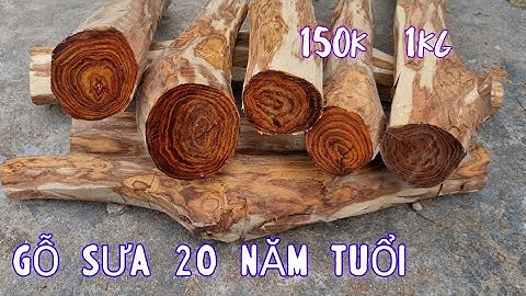 Cành Gỗ Sưa Đỏ 20 Năm Tuổi Vân Chỉ Giao Lưu - Gỗ Sưa Non Đã Về Giá Trị Thực
