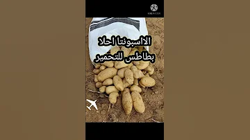 الاسبونتا احسن نوع بطاطس ممكن تحمريه 