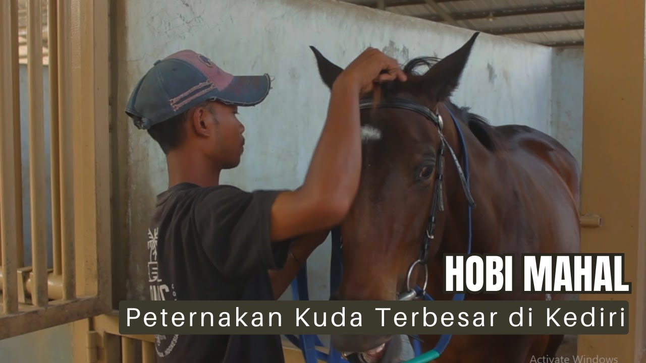 Berkunjung ke Penangkaran Kuda Amigo Stable Kediri,