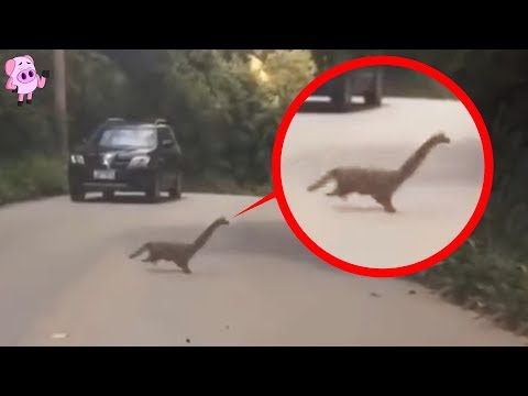 Real Dinosaur Sightings That Have Scientists Baffled 